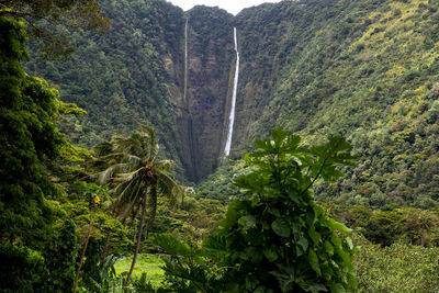 Scenic view of trees in forest