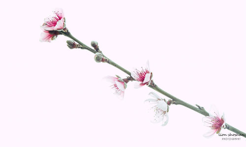 Close-up of pink flowers on branch against white background