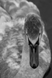 Close-up of duck