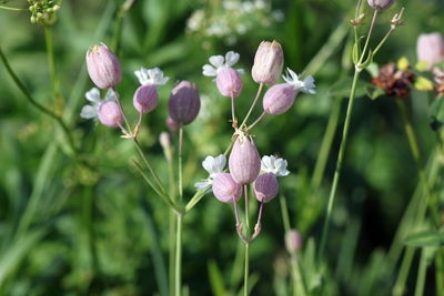Close-up of white flowering plant