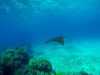 Fish swimming in sea