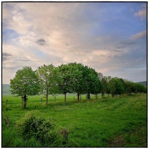 Trees on field against sky