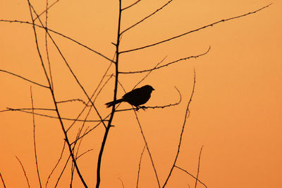 Low angle view of silhouette bird perching on plant against clear sky during sunset