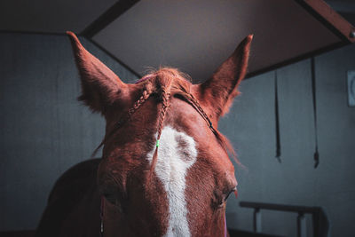 Close-up of horse