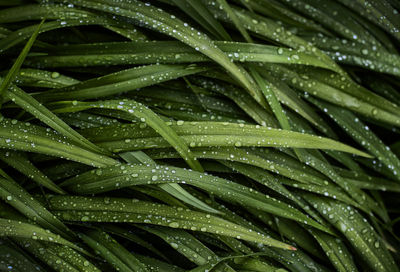 Full frame shot of wet plant