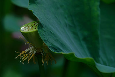 Close-up of green plant