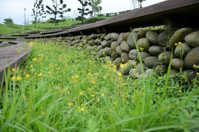 View of fresh green grass against sky