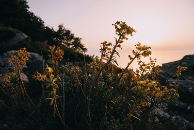 Close-up of flowering plants by rocks against sky during sunset