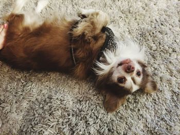 High angle view of dog lying on rug at home