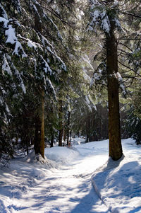 Scenic view of trees in snow covered forest