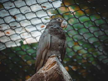 Close-up of owl perching in cage