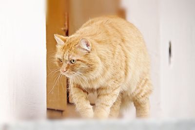 Close-up of ginger cat at home