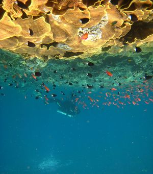 High angle view of fish swimming in sea