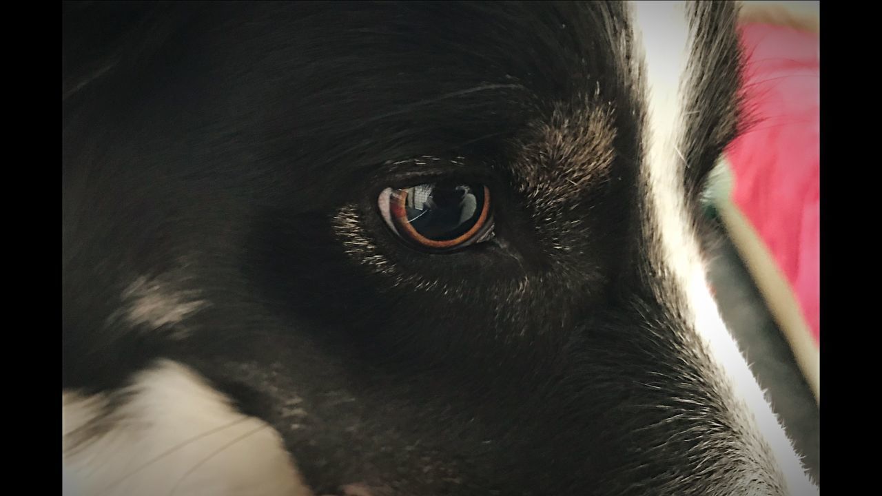 CLOSE-UP OF A BLACK DOG