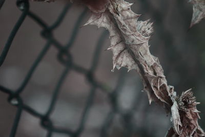 Close-up of dried leaves during winter