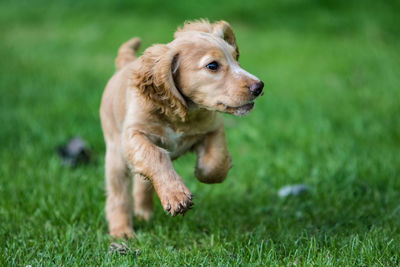 Close-up of puppy on grass