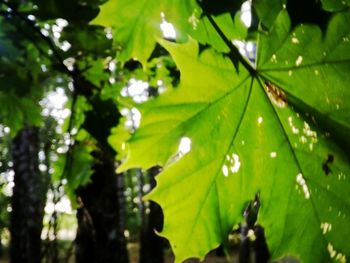 Close-up of leaves on tree