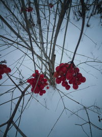 Close-up of bare tree against sky