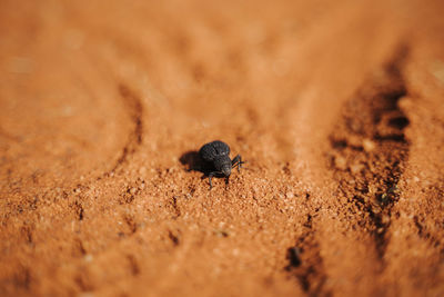 High angle view of insect on sand