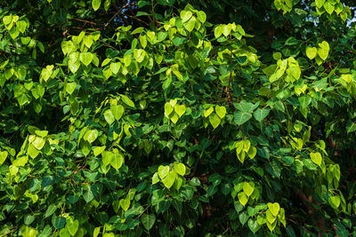 Full frame shot of fresh yellow plants