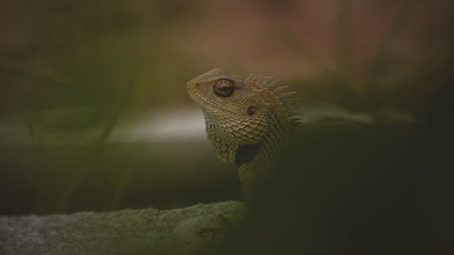 Close-up of a lizard