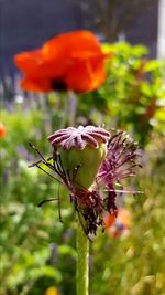 Close-up of butterfly on flower