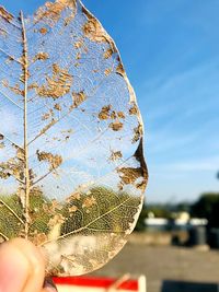 Close-up of person holding dry leaf against sky