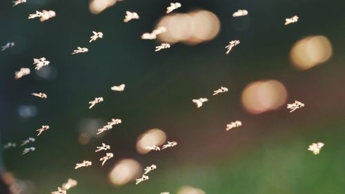 Close-up of mosquitoes flying