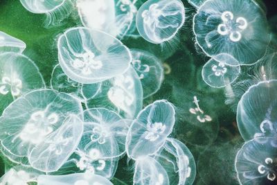 Close-up of jellyfish swimming in sea