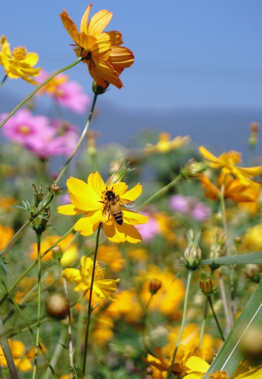 CLOSE-UP OF YELLOW FLOWERS