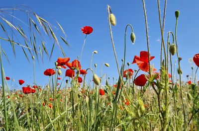 Low angle view of red poppy flowers on field against sky