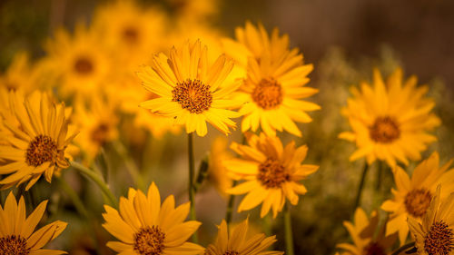 Close-up of yellow flowering plant on field