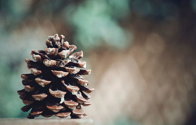 Close-up of pine cone