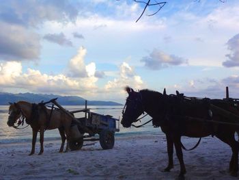 Horses on sand against sky