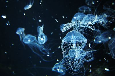 Close-up of jellyfish swimming in aquarium