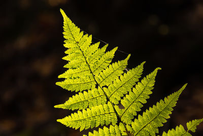 Close-up of fern leaves