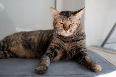 pet