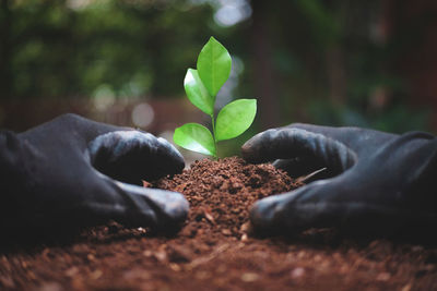 Close-up of hand gardening