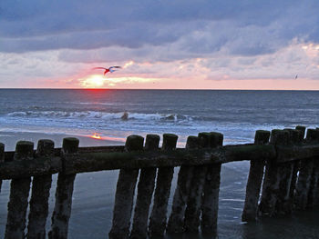 Seagull flying over sea against sky during sunset