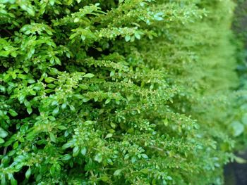 Full frame shot of fresh green plants