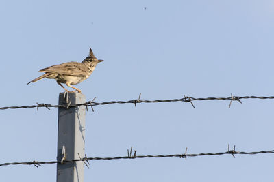 Low angle view of birds perching on wooden post against sky