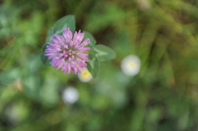 Close-up of pink flowering plant