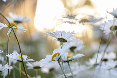 Flowering white marguerites flowers at summer