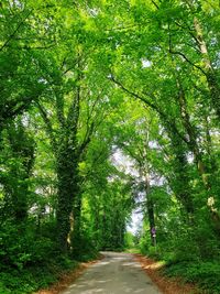 Road amidst trees in forest