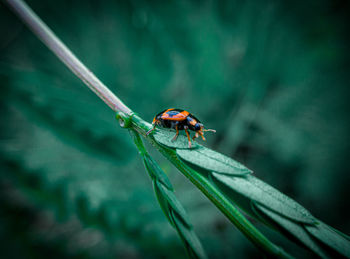 Close-up of ladybug on leaf