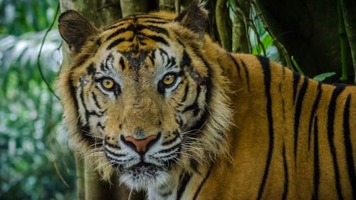 Close-up portrait of tiger