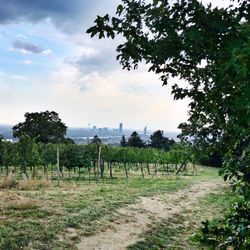 Trees on field against sky