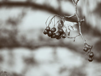 Close-up of berries on twig