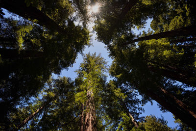Low angle view of trees against sky