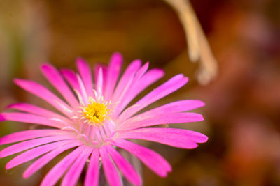 Close-up of flower blooming outdoors